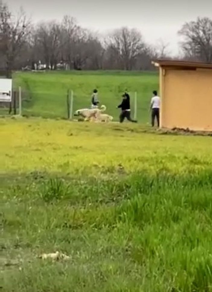 i Tekirdağ’da sokak hayvanlarına şiddet uyguladılar