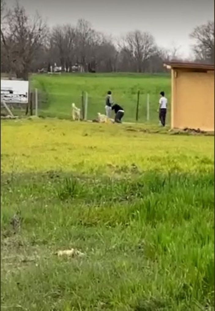 i Tekirdağ’da sokak hayvanlarına şiddet uyguladılar