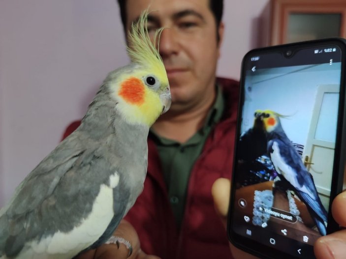Amasya’da ‘Ölürüm Türkiye’m’ şarkısını ıslıkla çalan papağan ilgi çekti