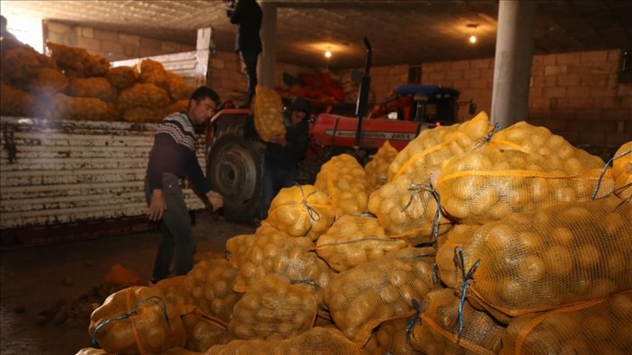Patates dağıtımı Ankara'da başladı