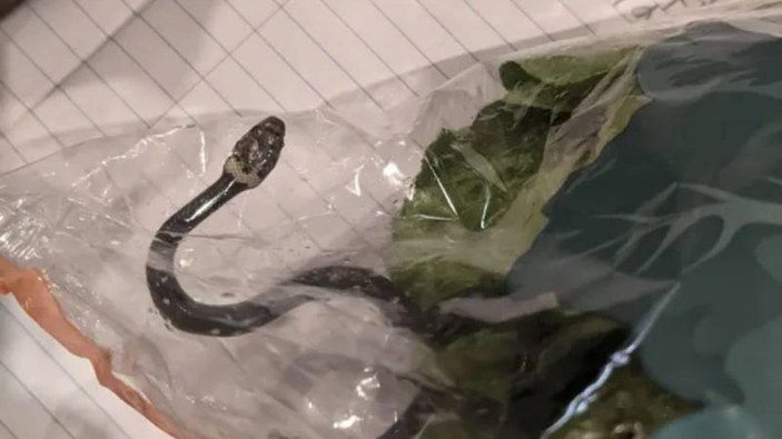 Avusturalya'da marul poşetinden yılan çıktı