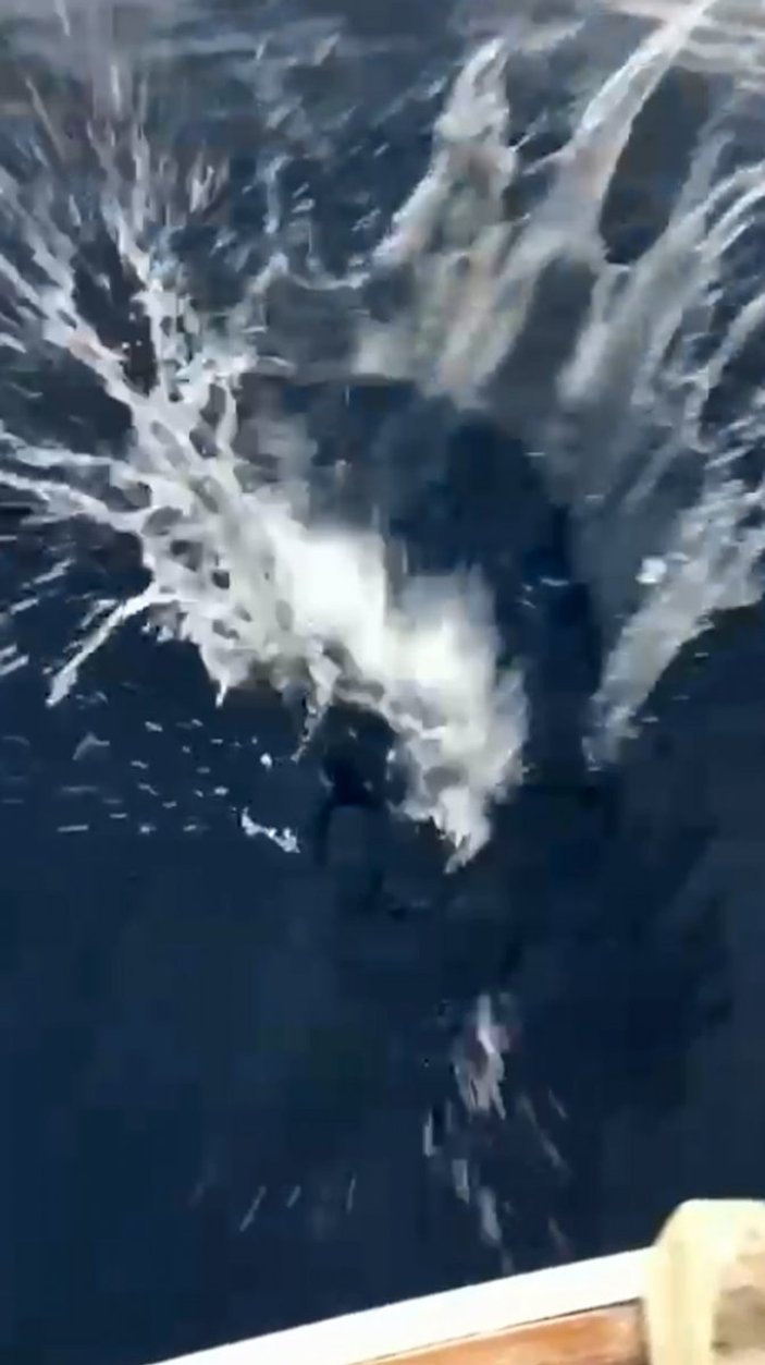 Antalya'da zehirli balon balığı sürüsü görüntülendi