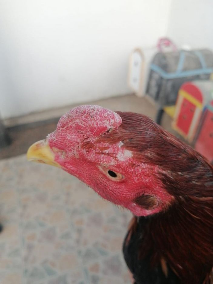 Hatay'da horoz dövüştüren 6 kişi suçüstü yakalandı