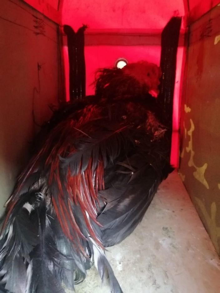 Hatay'da horoz dövüştüren 6 kişi suçüstü yakalandı