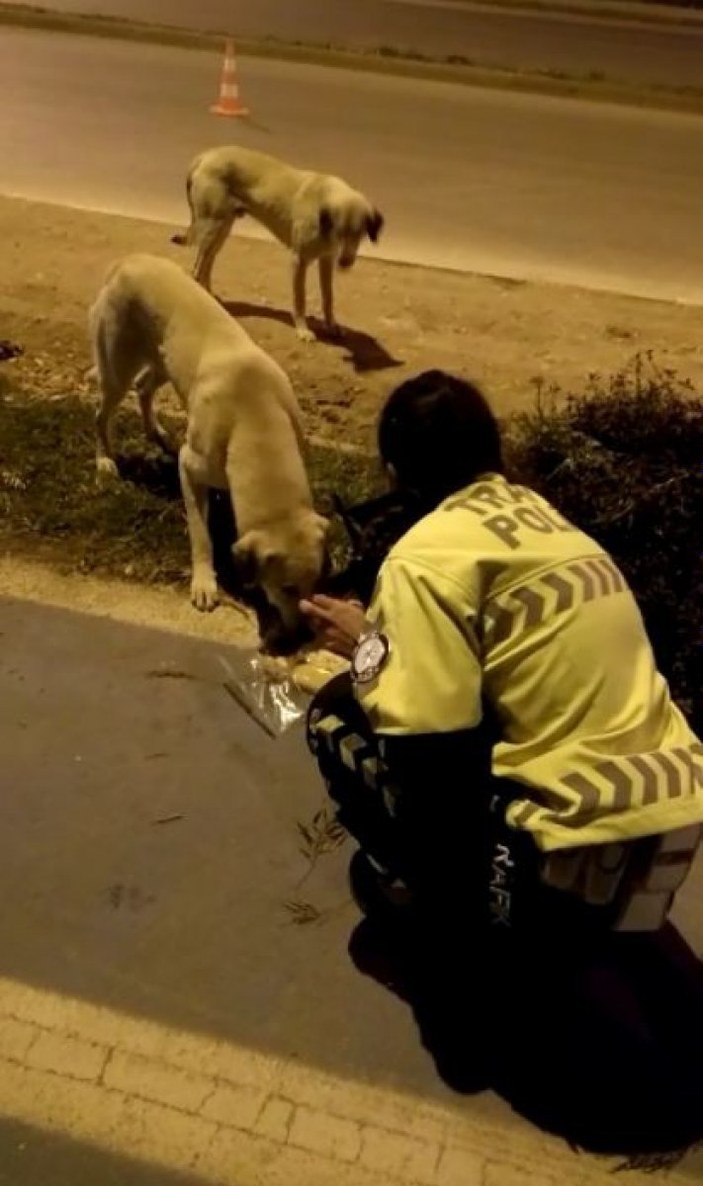 Polis memuru iftar kumanyasını sokak köpeklerine verdi