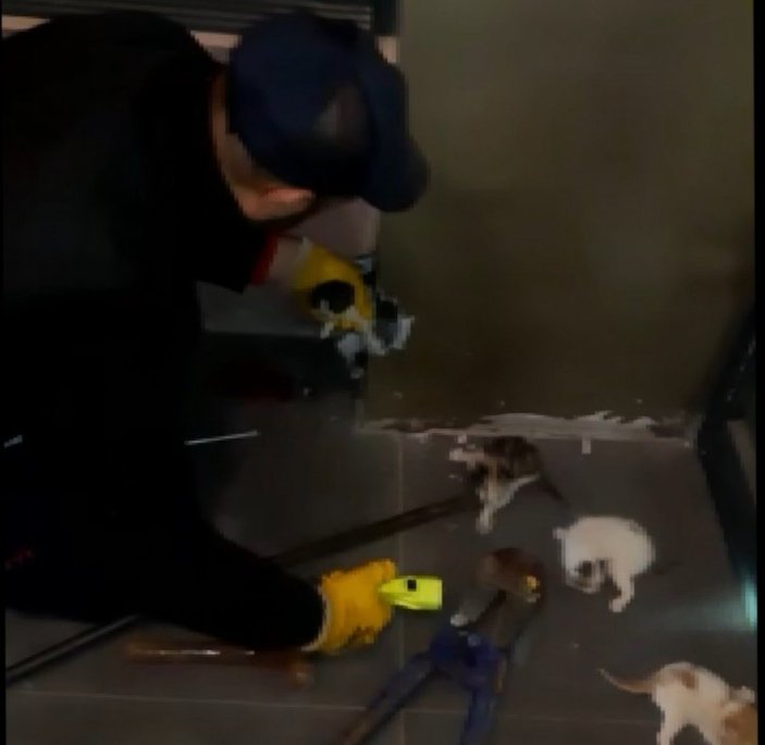 Bingöl'de mahsur kalan 5 kedi yavrusu kurtarıldı
