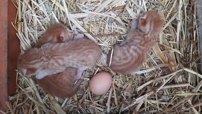 Tavuk, kedi yavrularına annelik yapıyor
