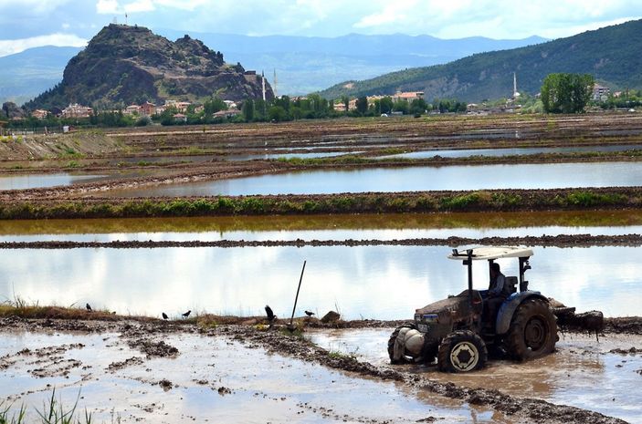 Osmancıklı çiftçi çeltik ekmeye hazırlanıyor