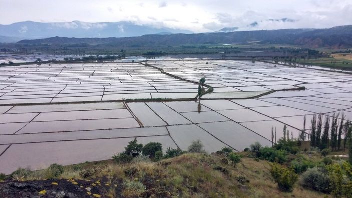 Osmancıklı çiftçi çeltik ekmeye hazırlanıyor
