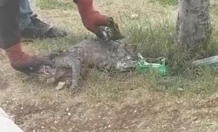 Şanlıurfa'da pitbull kediye saldırdı