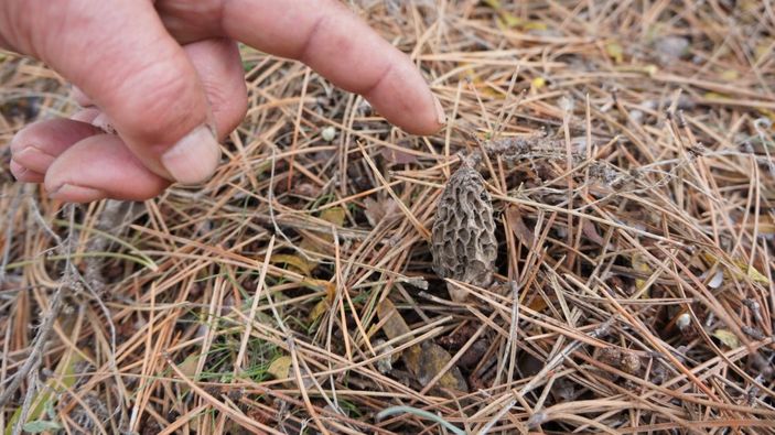 Kuzugöbeğini kuraklık vurdu