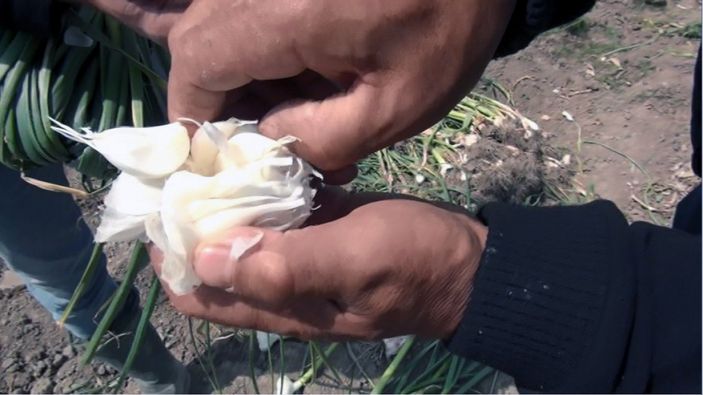 Mersin Silifke'de sarımsak hasadı başladı