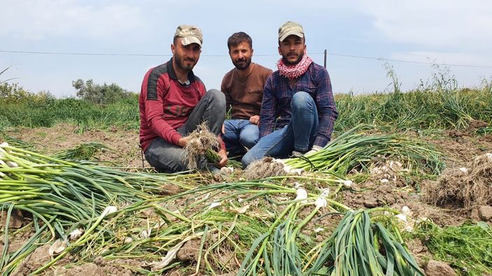 Mersin Silifke'de sarımsak hasadı başladı