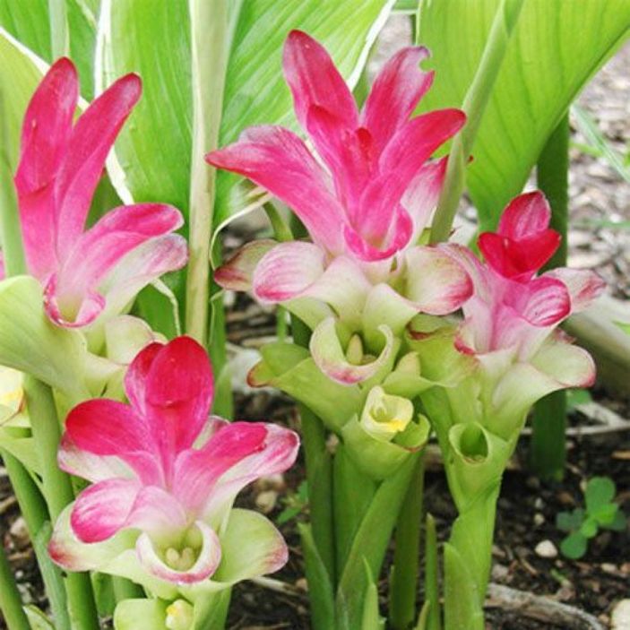 Zulumba nedir, ne işe yarar? Zulumba kökü nasıl kullanılır?