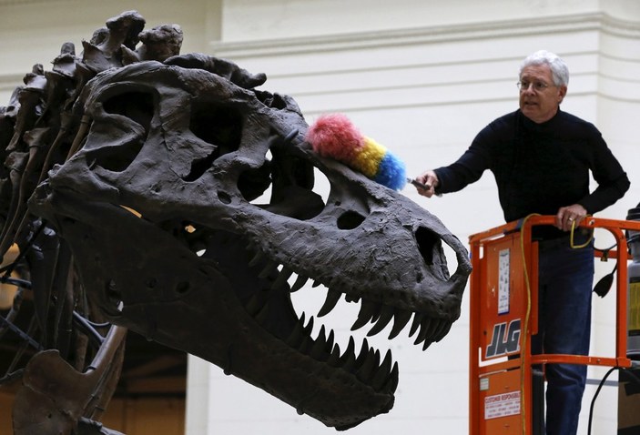 T-Rex dinozor türünün sanılandan oldukça yavaş yürüdüğü tespit edildi