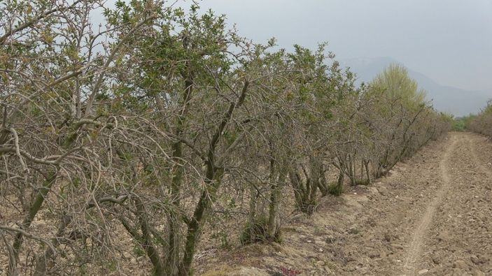 i Nar ağaçlarına soğuk vurdu