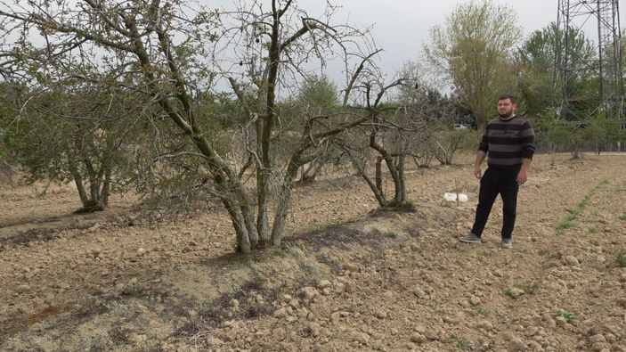 i Nar ağacını soğuk vurgu