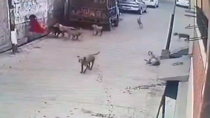 Hindistan'da sokak köpekleri küçük kıza saldırdı