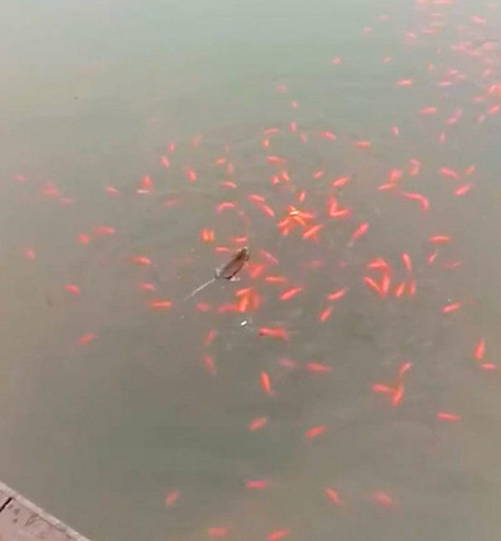 Çin'de göldeki balıkları avlayan fareler