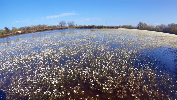 Kızılırmak Deltası'nın zehirli çiçekleri