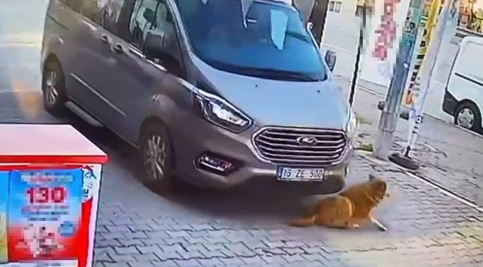 Bursa'da köpeği ezip, kaçan sürücü