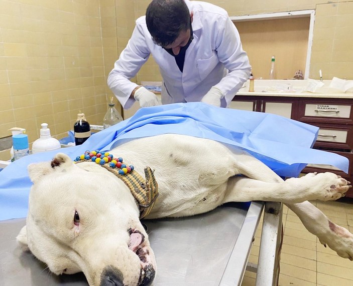 Iğdır’da pitbull cinsi köpeği bıçaklayıp sahibini dövdüler