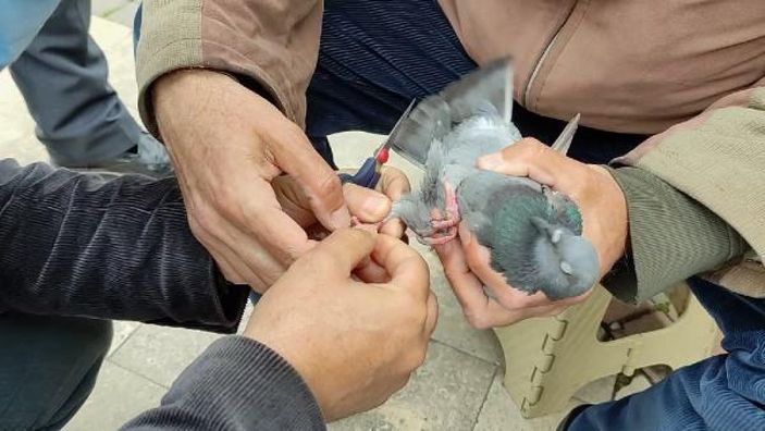 d Ordu'da ayağına ip dolanan güvercinin imdadına vatandaşlar yetişti