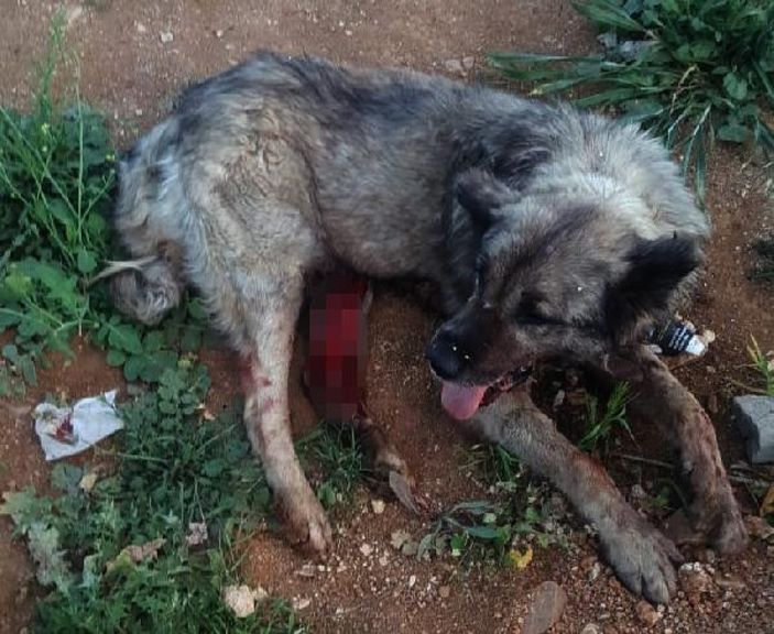 d Gaziantep'te tırın çarptığı köpek tedavi altında
