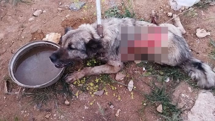 d Gaziantep'te tırın çarptığı köpek tedavi altında