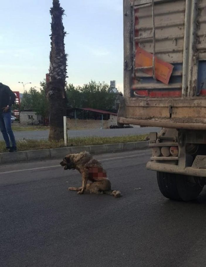 d Gaziantep'te tırın çarptığı köpek tedavi altında