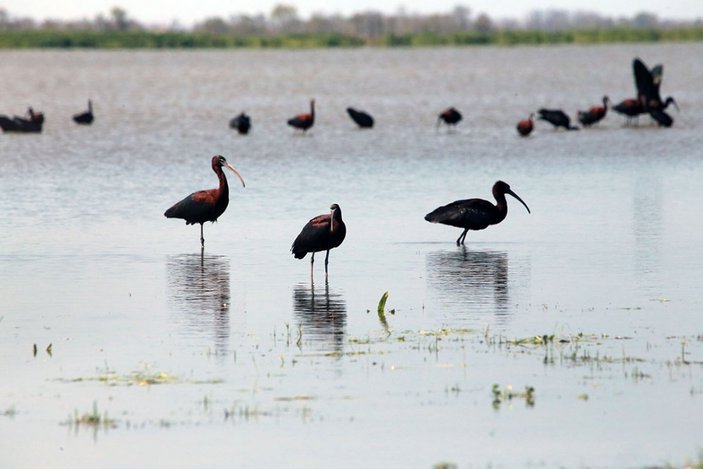 Kızılırmak Deltası, ilkbaharın gelişiyle göçmen kuşlarla süslendi