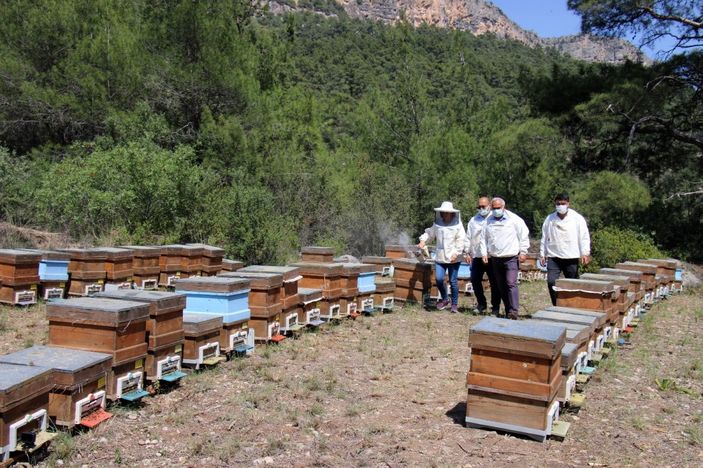 İlk bal hasadı yapıldı