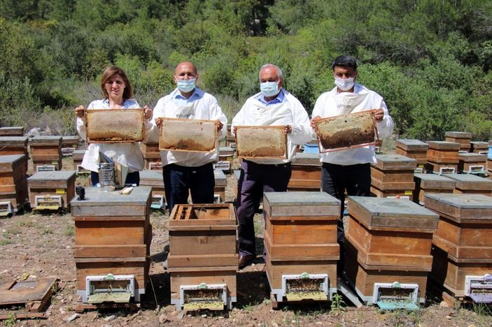 İlk bal hasadı yapıldı