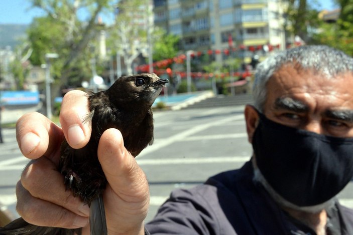 Kahramanmaraş'ta bahçesine ebabil kuşu düştü
