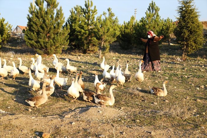 Ankaralı ev hanımı, hobi için aldığı civcivlerle kaz çiftliği kurdu