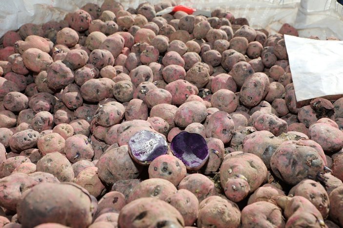 Sivas'ta mor patates ekimi başladı
