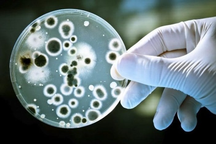 Mikrobiyota nedir
