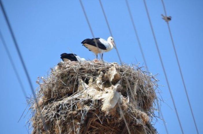 i Amasya'da mahalleliye leylekler rehberlik ediyor