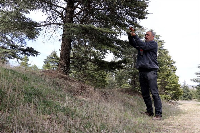 Böcek bilimci, terörden temizlenen Elazığ ve Tunceli dağlarında yeni türler keşfediyor