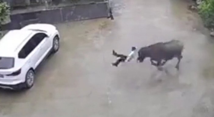 Çin'de bizon, çocuğa saldırdı