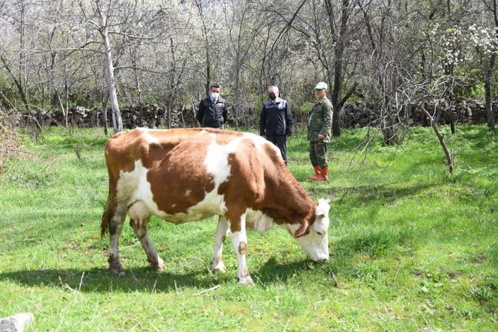 Kayserili besici 22 buzağı doğuran ineğine gözü gibi bakıyor