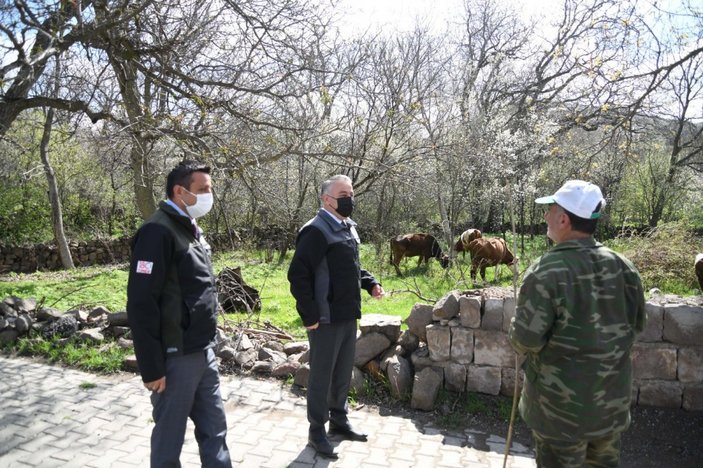 Kayserili besici 22 buzağı doğuran ineğine gözü gibi bakıyor