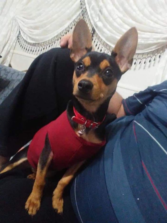 Manisa'da köpek hırsızlığı