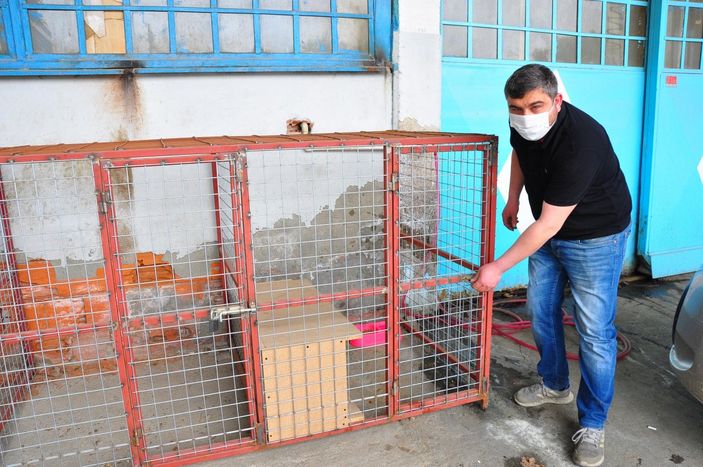Manisa'da köpek hırsızlığı
