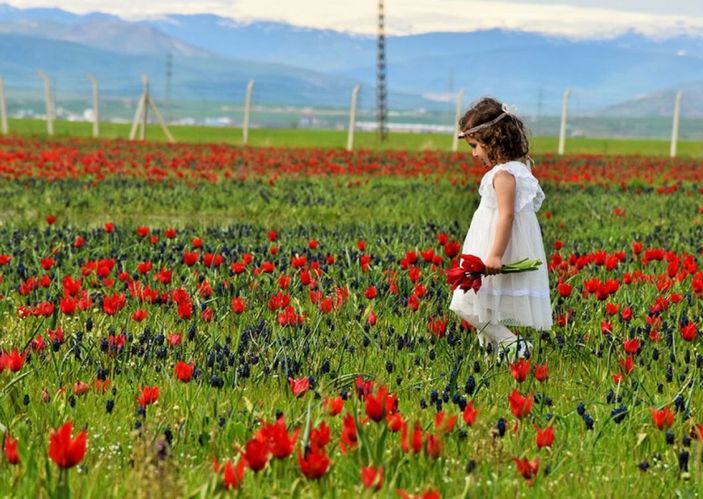 Muş'ta laleler kartpostallık görüntüler oluşturdu