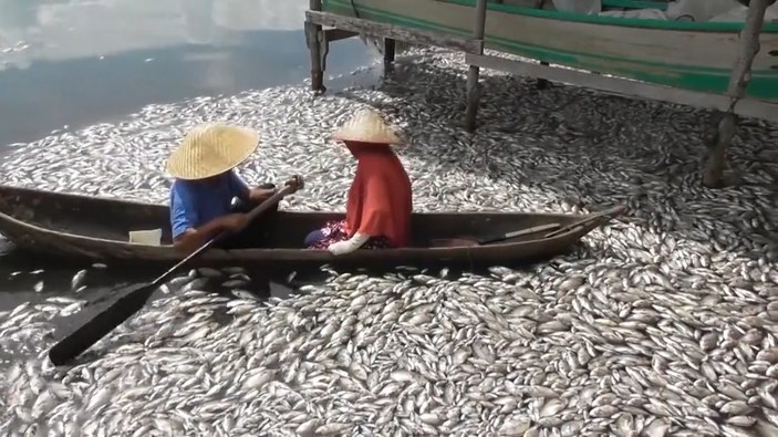 Endonezya’da binlerce ölü balık gölü kapladı