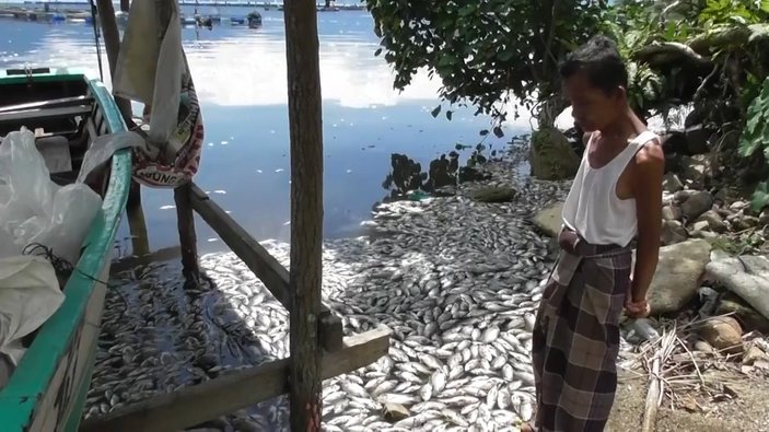 Endonezya’da binlerce ölü balık gölü kapladı