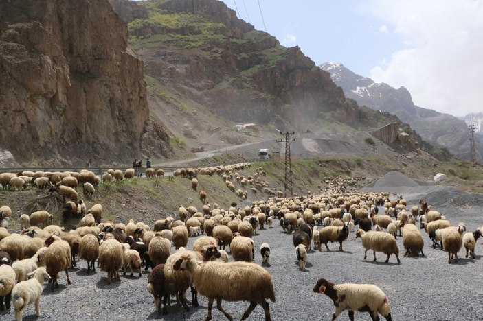 Hakkari'de yaylalara göç başladı