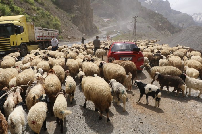 Hakkari'de yaylalara göç başladı