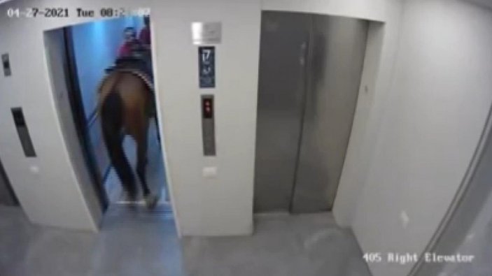 İsrail’de asansöre at bindirmeye çalıştı
